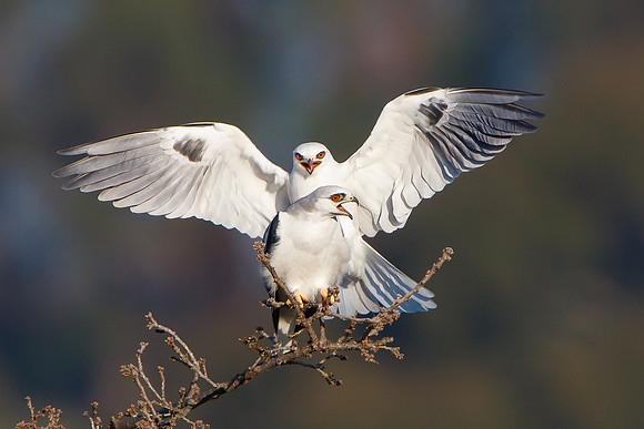White-tailed Kites, about to mate