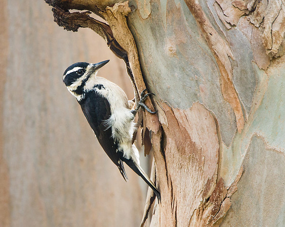 Hairy Woodpecker, female
