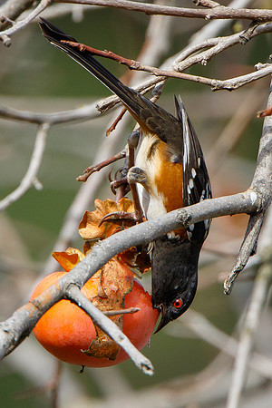 Spotted Towhee