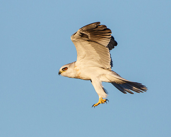 White-tailed Kite in flight