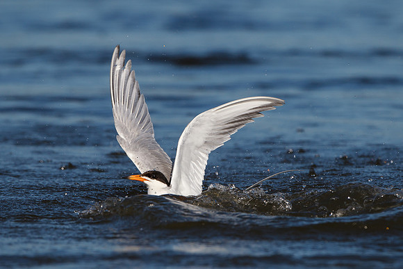 Forster's Tern, following unsuccessful dive