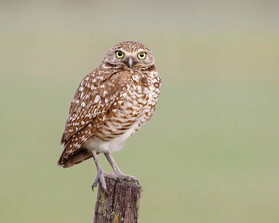 Burrowing Owl