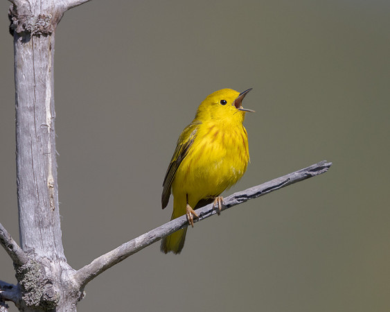 Yellow Warbler