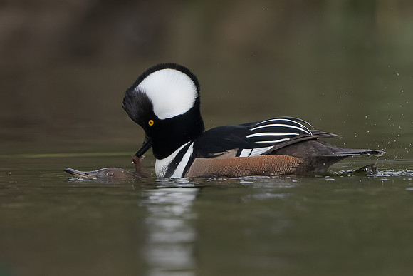 Hooded Merganser