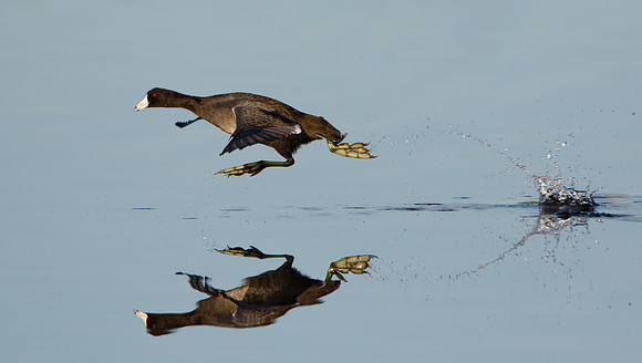 American Coot