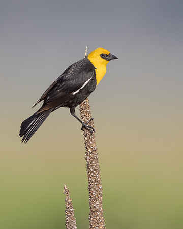 Yellow-headed Blackbird