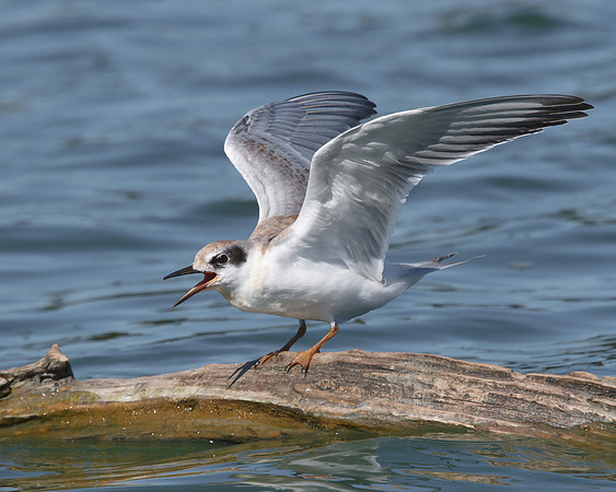 Forster's Tern, juvenile
