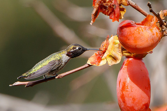 Anna's Hummingbird