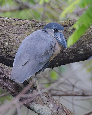 Boat-billed Heron