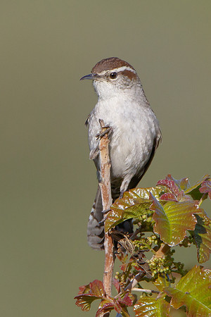 Bewick's Wren