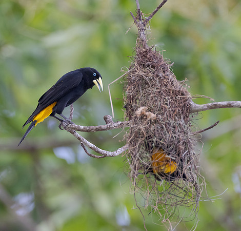 Yellow-rumped Cacique