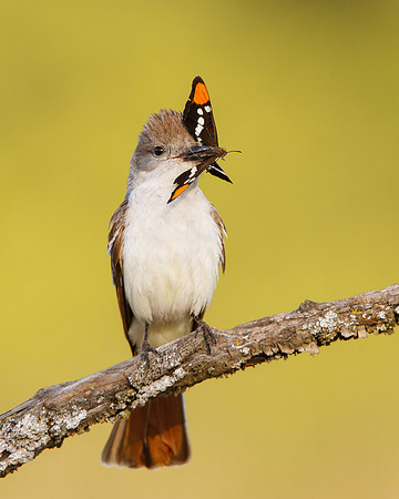 Ash-throated Flycatcher, with butterfly (California Sister)