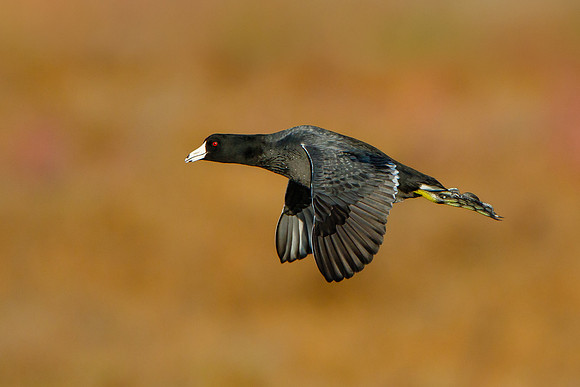 American Coot