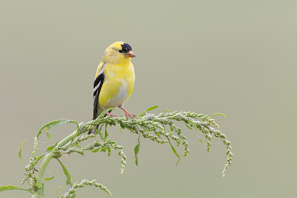 American Goldfinch