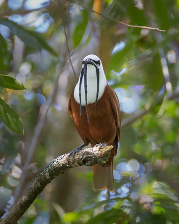 Three-wattled Bellbird