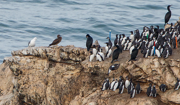 Brown Booby