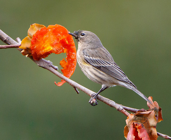 Yellow-rumped Warbler