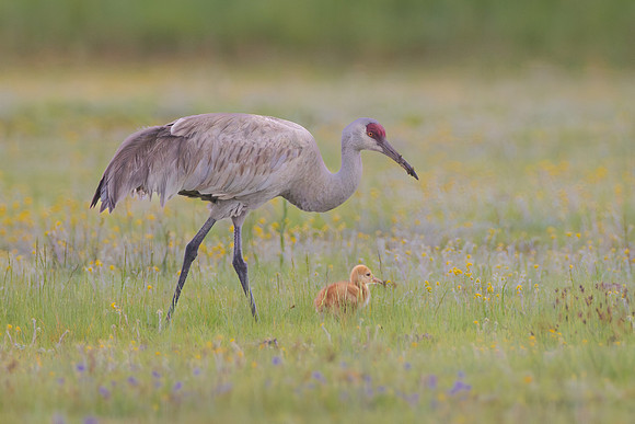 Sandhill Crane, with colt