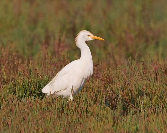 Cattle Egret