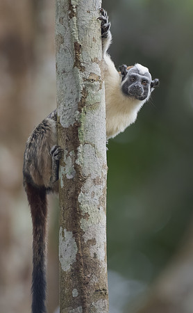 Geoffroy's Tamarin