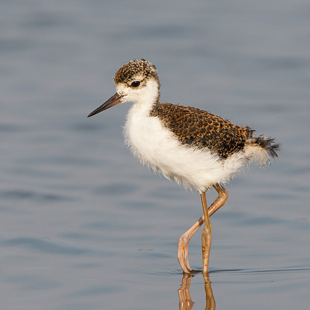Black-necked Stilt, juvenile