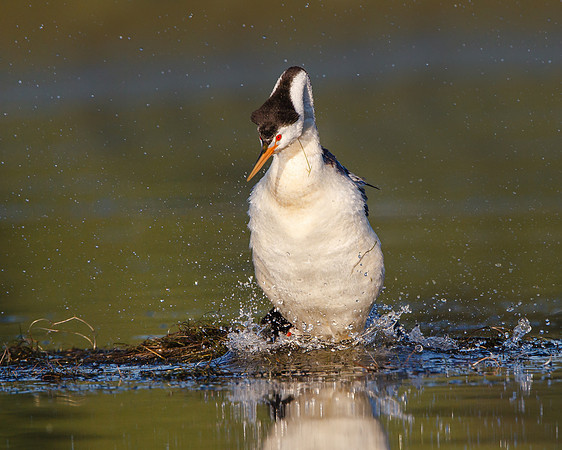 Clark's Grebes, mating