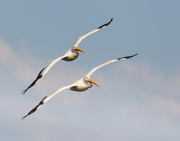 American White Pelicans in flight