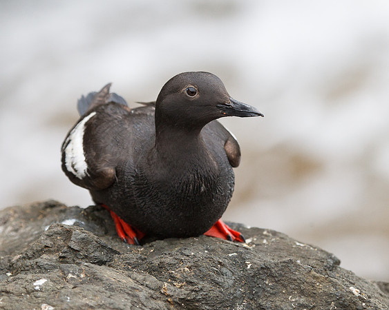 Pigeon Guillemot