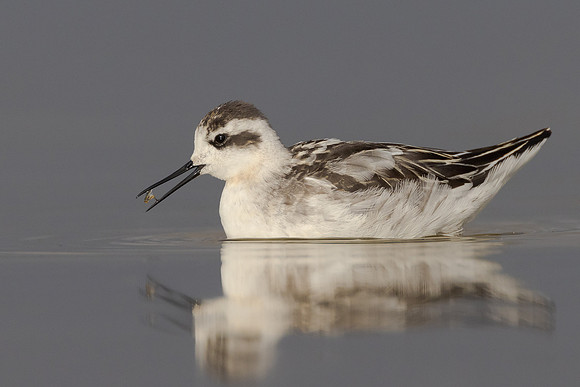 Red-necked Phalarope