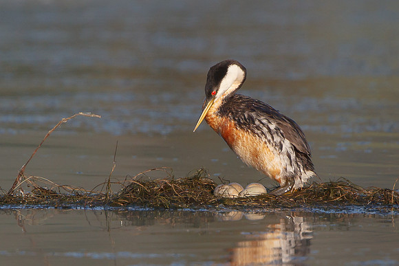 Western Grebe, on nest