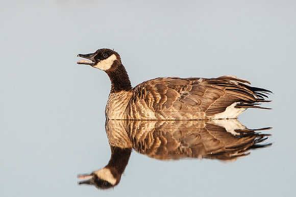 Canada Goose