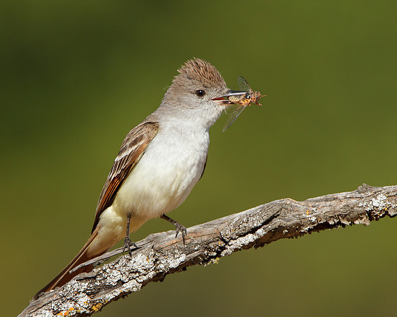 Ash-throated Flycatcher, with insect