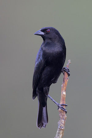 Bronzed Cowbird