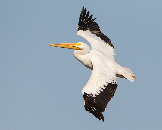 American White Pelicans in flight
