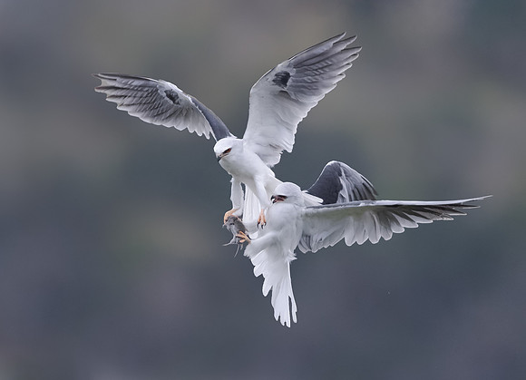White-tailed Kite, food exchange