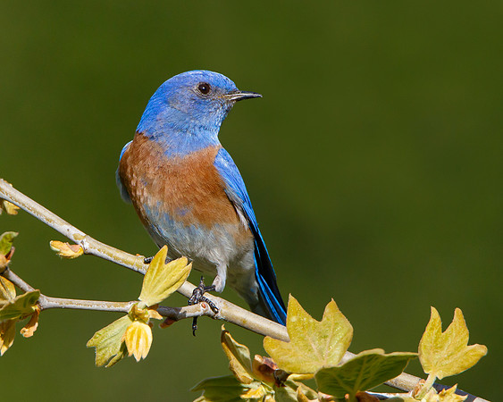 Western Bluebird