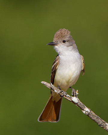 Ash-throated Flycatcher