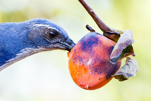 Western Scrub-Jay