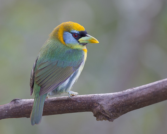 Red-headed Barbet, female