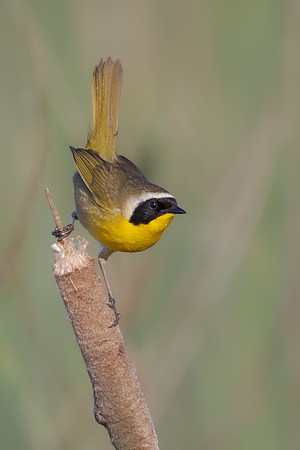 Common Yellowthroat