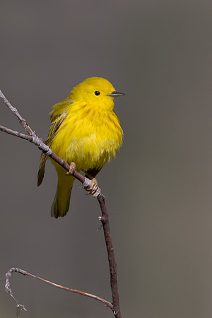 Yellow Warbler