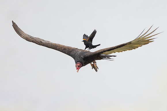 Turkey Vulture, harassed by Red-winged Blackbird