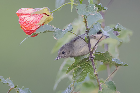 Slaty Flowerpiercer