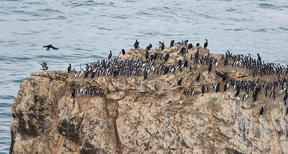 Brown Booby