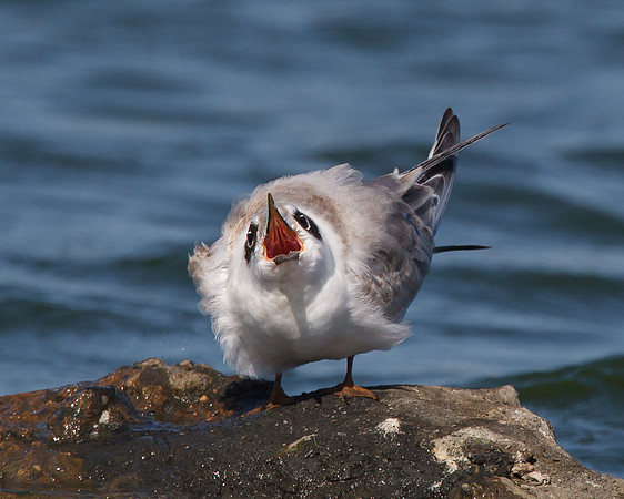 Forster's Tern, juvenile begging for food