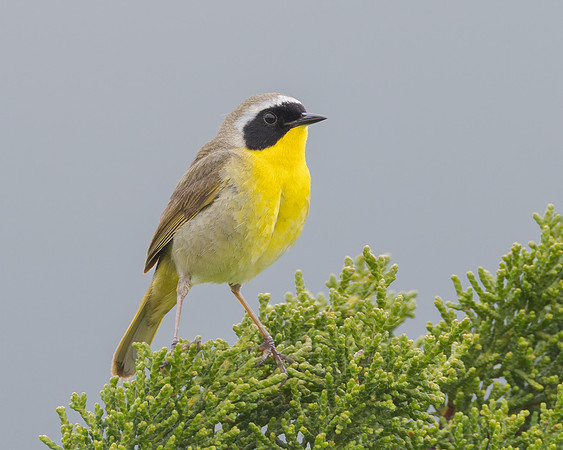 Common Yellowthroat