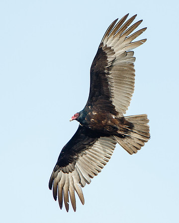 Turkey Vulture