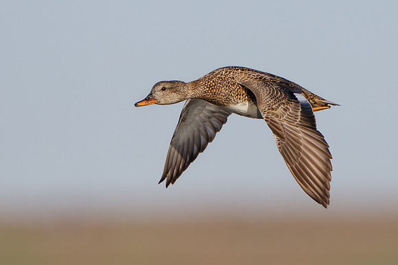 Gadwall, female