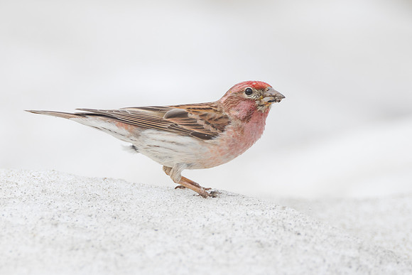 Cassin's Finch
