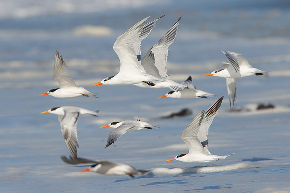 Elegant Terns